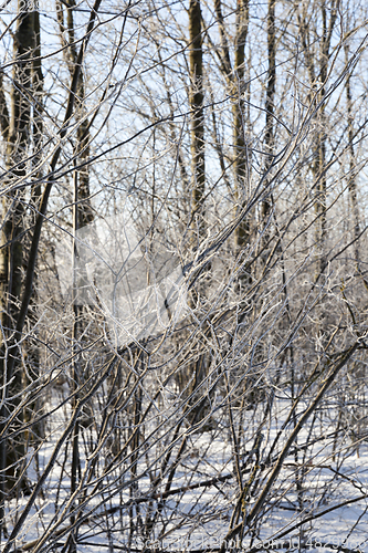 Image of Trees in the winter season