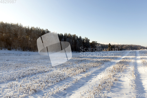 Image of Field in the snow