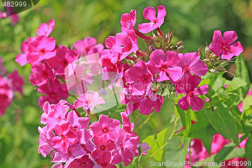 Image of Pink phlox