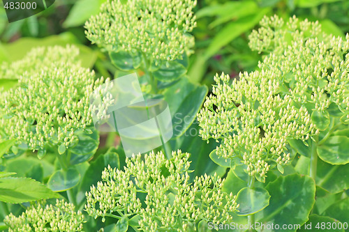 Image of Green sedum