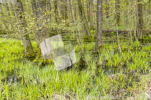 Image of forest with swamp