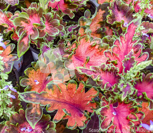 Image of colorful plant leaves