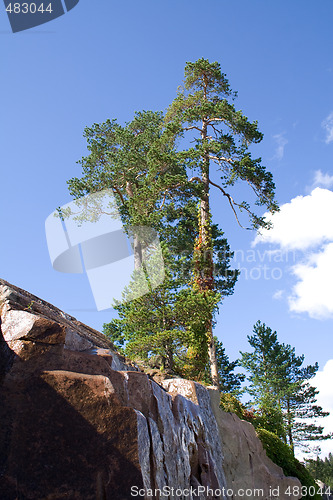 Image of Trees on a rock