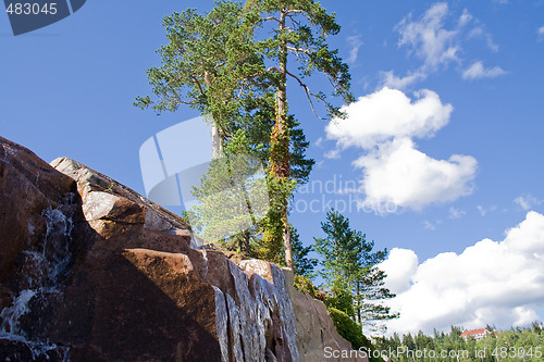 Image of Tree on a rock