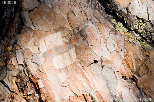 Image of Pine tree bark