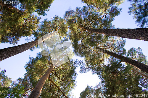 Image of Rising pinetrees