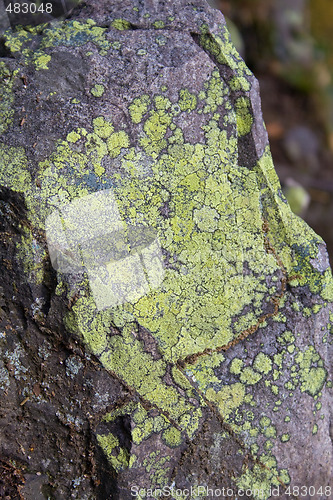 Image of Moss on rock