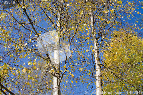 Image of Autumn Leaves