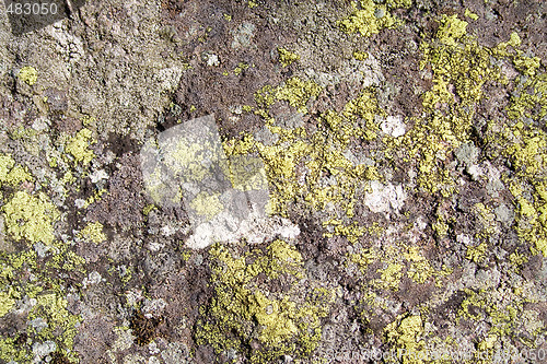 Image of Moss on rock