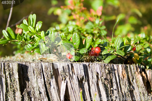 Image of Forrest berries