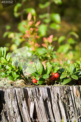 Image of Forrest berries