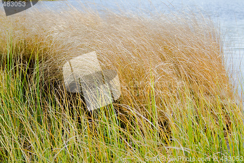 Image of Blades of grass in the wind