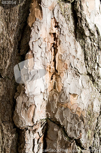 Image of Bark - tree trunk