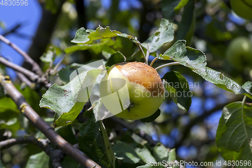 Image of rotten apple on a tree