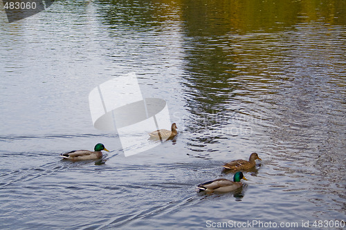 Image of Ducks