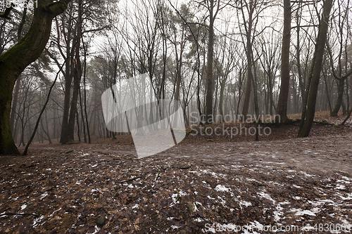 Image of Autumn forest without trees