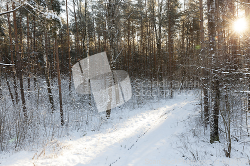 Image of Winter forest, close-up