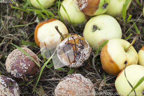 Image of fruit garden crop