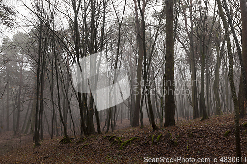 Image of Autumn forest without trees