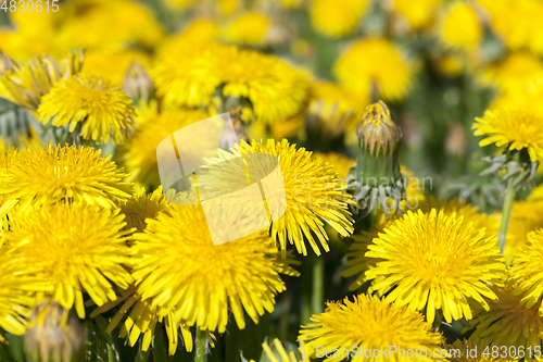 Image of yellow dandelions in spring