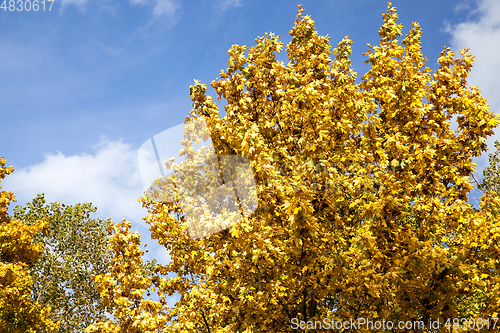 Image of yellowed maple trees in the fall