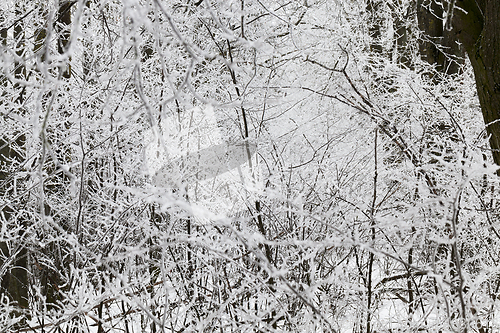 Image of Photographed winter forest