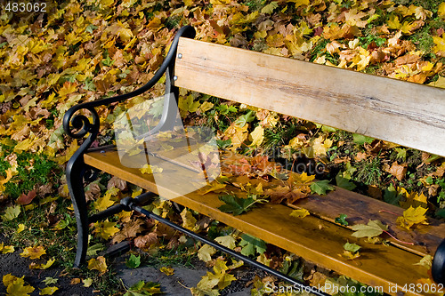 Image of Autumn leaves park bench