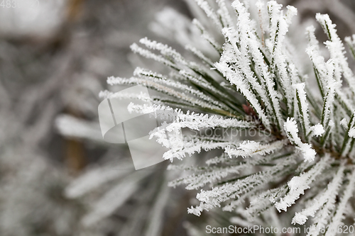 Image of Frost on needles of pine