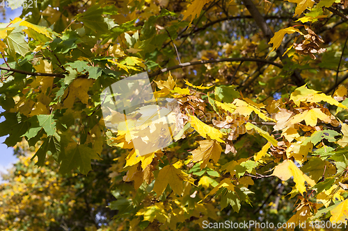 Image of yellowed maple trees in autumn