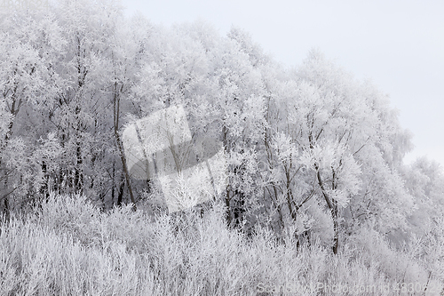 Image of Photographed winter forest