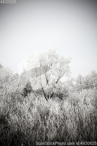 Image of Trees in the frost