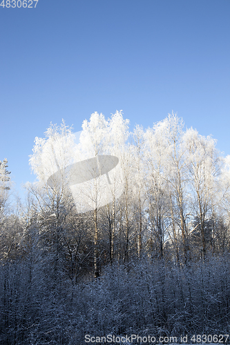 Image of Frost on the branches of trees