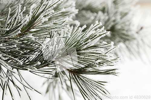 Image of Pine forest, close-up