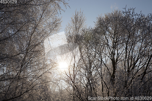 Image of hoarfrost on the branches of trees
