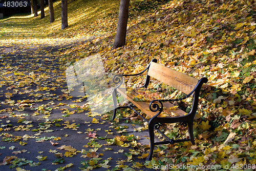 Image of Autumn leaves park bench