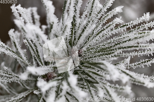 Image of Needles in the frost