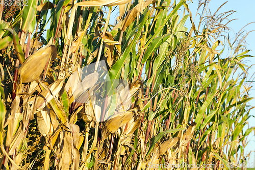 Image of field of ripe corn