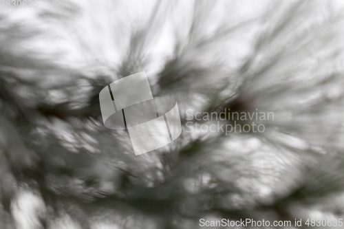 Image of Pine forest, close-up