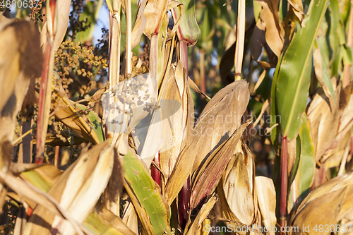 Image of Ripe corn in the field