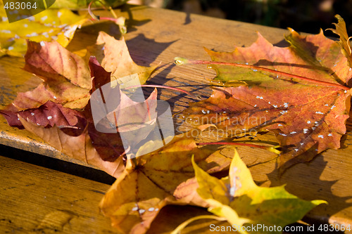 Image of Park bench autumn leaves