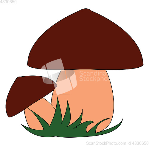 Image of Two mushrooms vector or color illustration