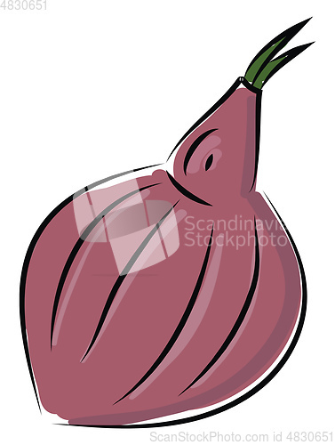 Image of Sketch of a red onion