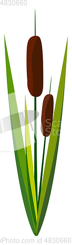 Image of A greeny reed vector or color illustration