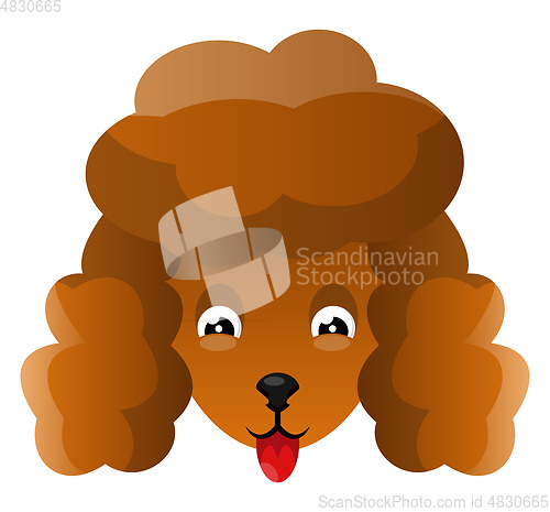 Image of Orange Poodle illustration vector on white background