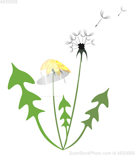 Image of Yellow and white dandelion vector illustration 