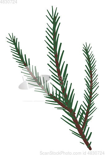 Image of Branches of a spruce tree vector or color illustration