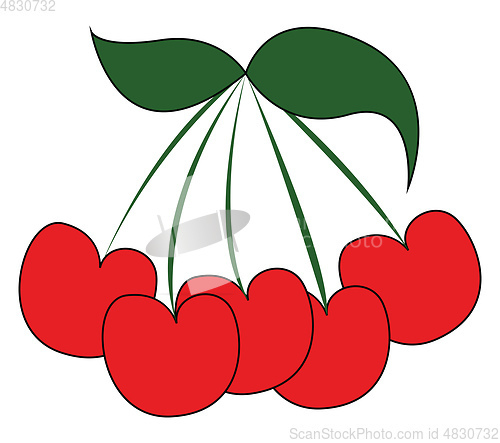 Image of Fresh cherries vector or color illustration