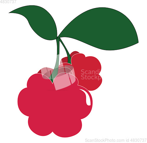 Image of Raspberries illustration vector on white background 