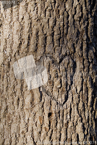 Image of Heart on a tree trunk