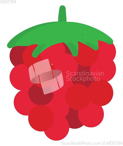 Image of Raspberry illustration vector on white background 